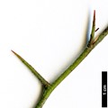 SpeciesSub: var. viburnifolia